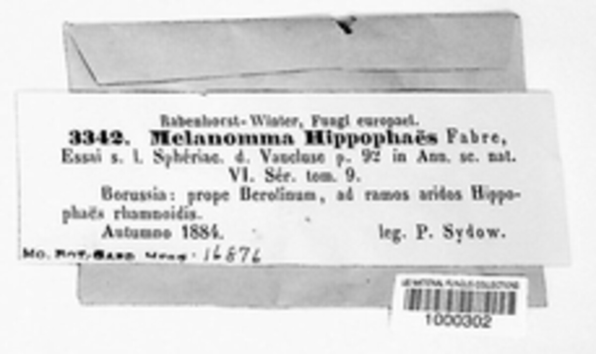 Hymenopleella hippophaicola image